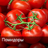 i-pomidor
